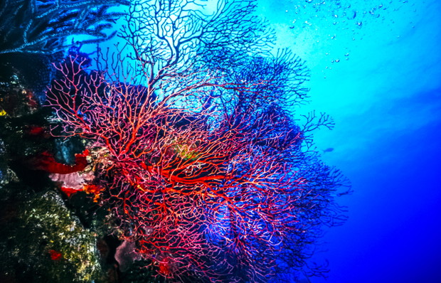 Under water coral reef