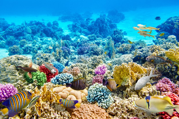 Underwater world with corals and tropical fish.