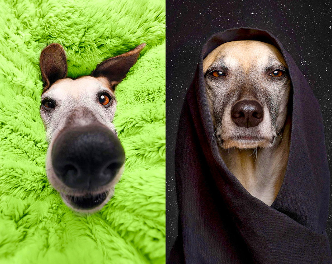 fotografia, psy, Elke Vogelsang