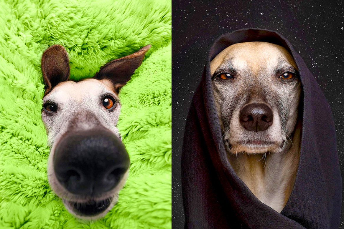 fotografia, psy, Elke Vogelsang