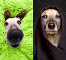 fotografia, psy, Elke Vogelsang