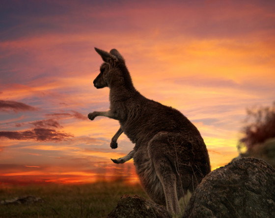 Dzień Australii