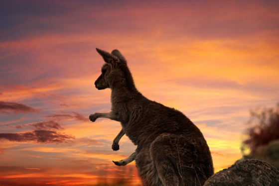 Dzień Australii
