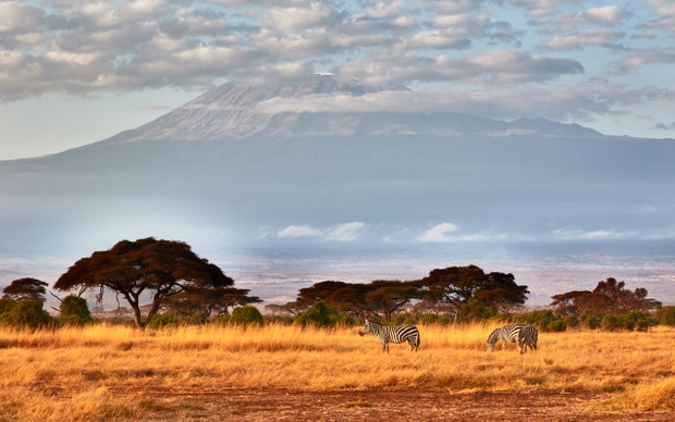 A herd of zebras in front of the Kilimanjaro
