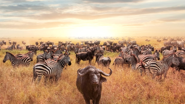 African buffalo and zebra in the African savannah at sunset. Ser