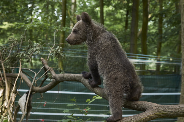 imgfUyy2n-a010a52