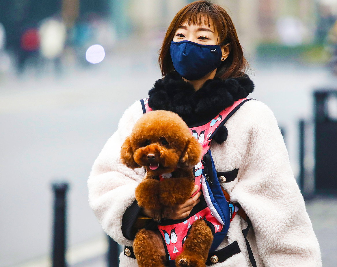 Wirus, koronawirus, pies