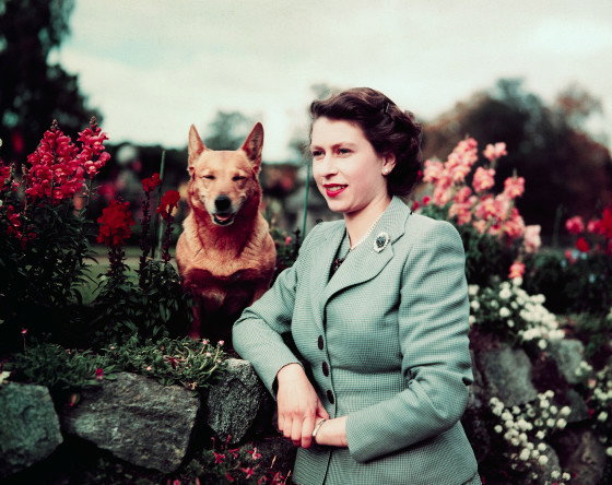 królowa Elżbieta II corgi