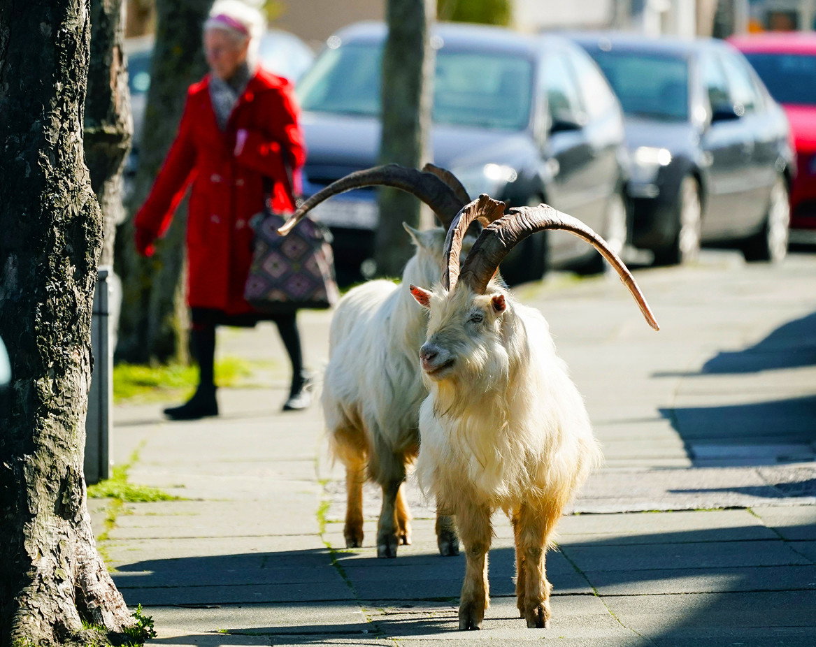 Koronawirus, zwierzęta na ulicach miast