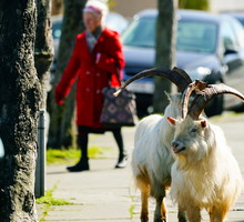 Koronawirus, zwierzęta na ulicach miast
