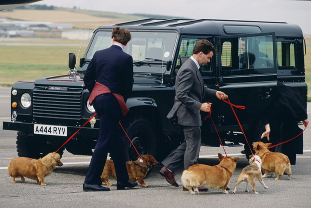 Corgi Dogs At Airport