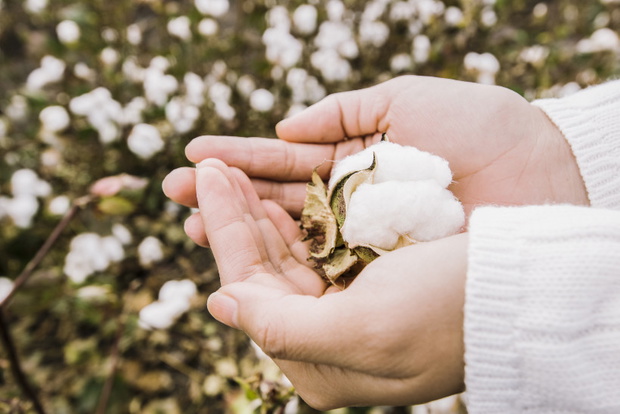 Field of cotton in the countryside ready for harvesting.