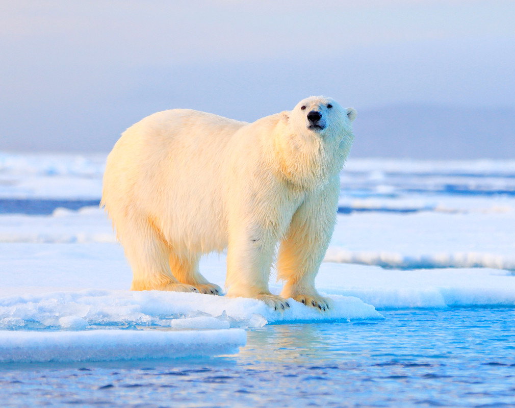 Niedźwiedź polarny, miś polarny