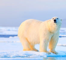 Niedźwiedź polarny, miś polarny