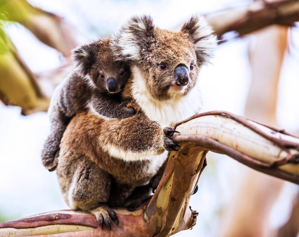 koalaaa2