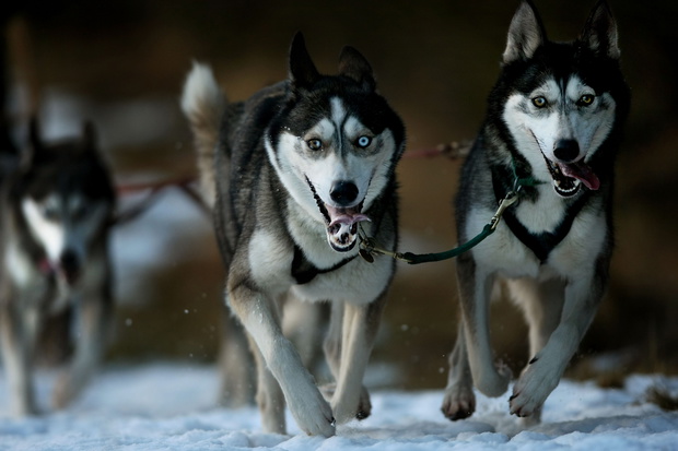 Husky Team Prepare For Aviemore Dog Sled Rally