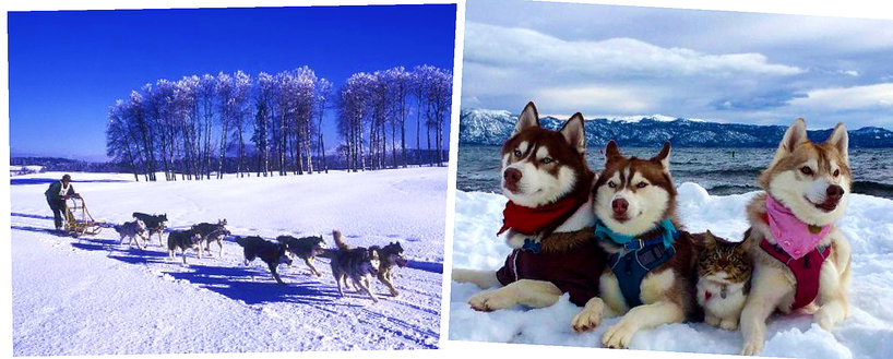 Husky
