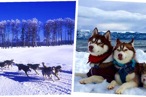 Husky