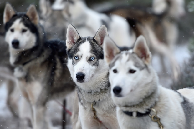 The UK Siberian Husky Dog Club Prepare For The Aviemore Annual Sled Dog Rally