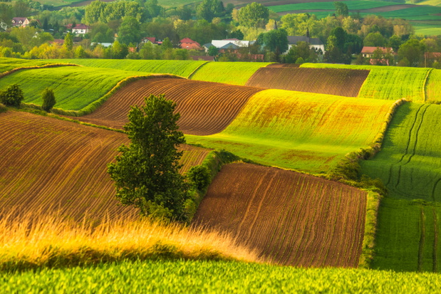 Fields in Ponidzie during spring