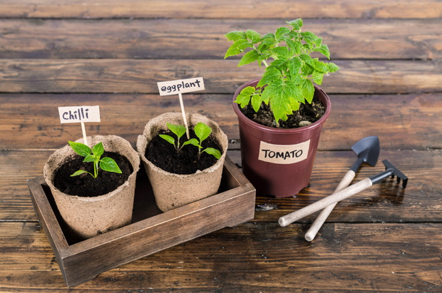 Seedling of vegetables and garden tools on wooden rustic table