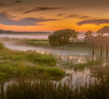 Narew