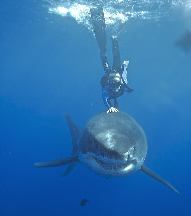 Shark_Whisperer_00_57_17_14