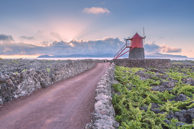 Vineyards inside lava walls at Criacao Velha. A UNESCO World Her