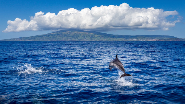 Dolphin jumping out of the water, island of Faial (Azores) in th