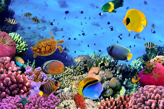 Photo of a coral colony