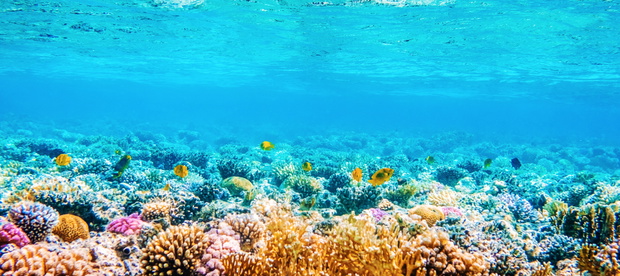 seascape with tropical fish and coral reefs