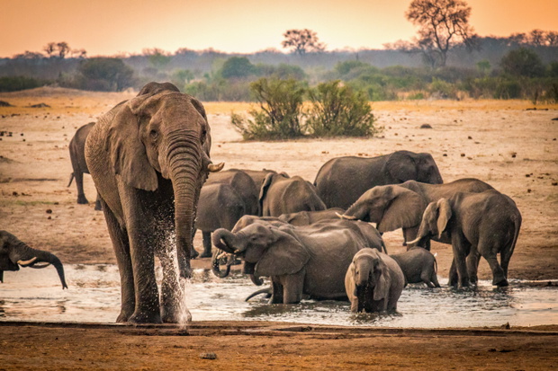 Park Narodowy Hwange w Zimbabwe słynie z bardzo dużej populacji słoni. Stada tych olbrzymów można tam obserwować przez cały rok.