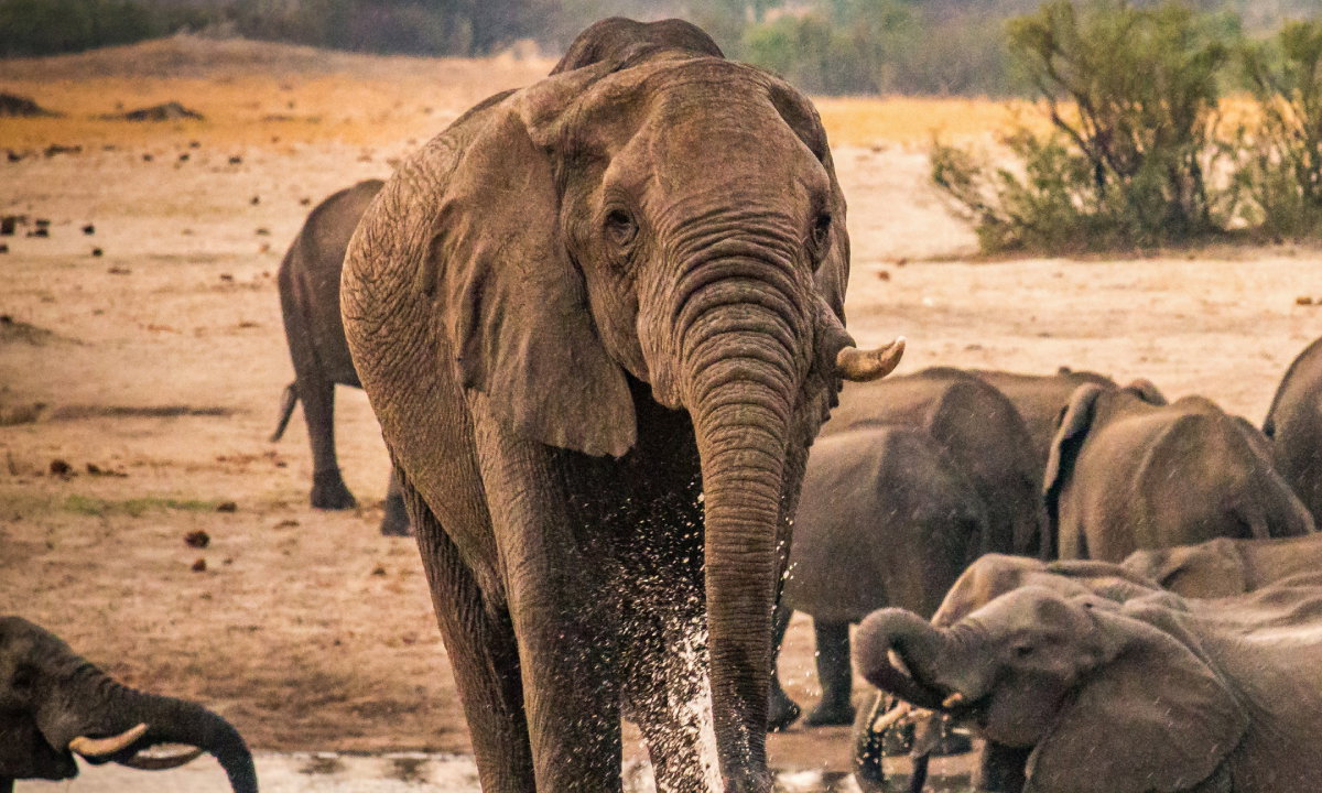 Park Narodowy Hwange w Zimbabwe słynie z bardzo dużej populacji słoni. Stada tych olbrzymów można tam obserwować przez cały rok.