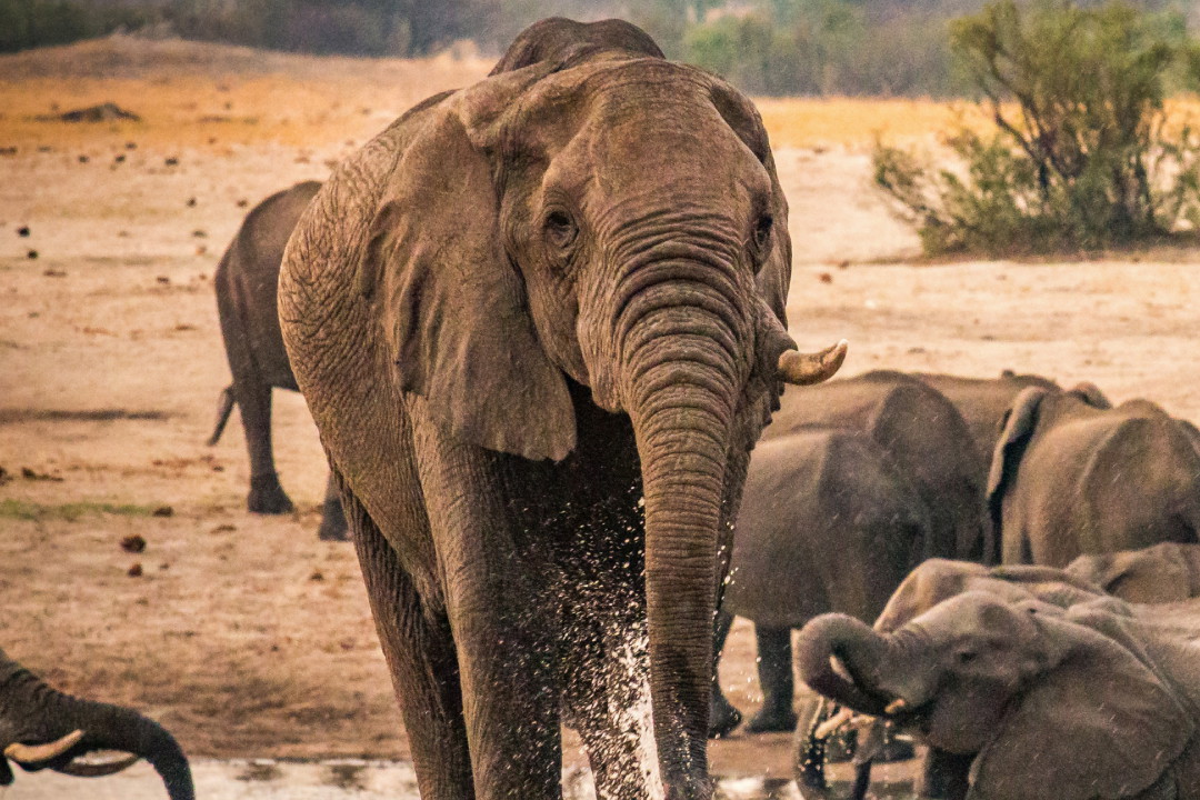 Park Narodowy Hwange w Zimbabwe słynie z bardzo dużej populacji słoni. Stada tych olbrzymów można tam obserwować przez cały rok.