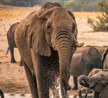 Park Narodowy Hwange w Zimbabwe słynie z bardzo dużej populacji słoni. Stada tych olbrzymów można tam obserwować przez cały rok.