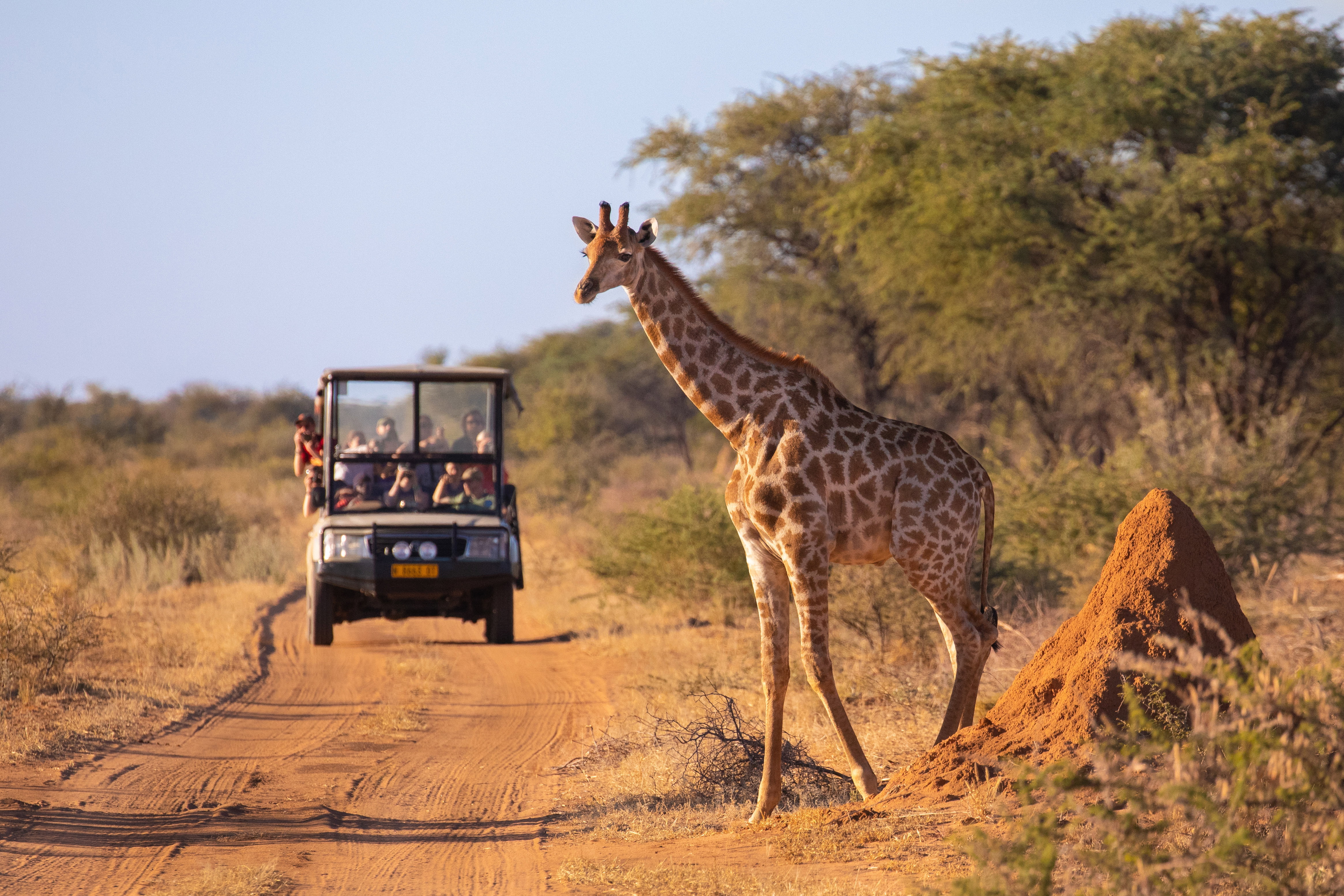 A wild giraffe crosses an African road ahead of a safari vehicle