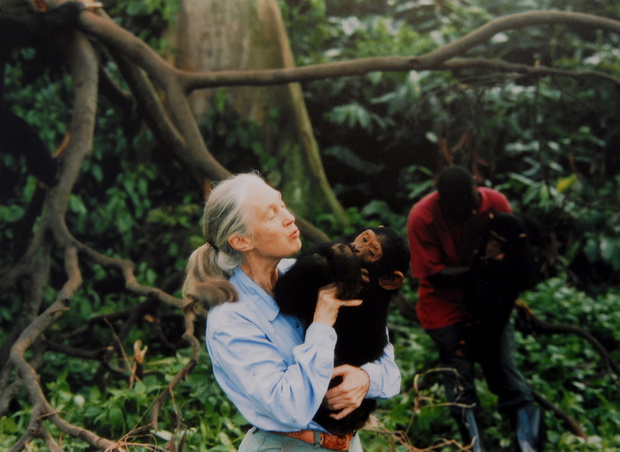 Jane Goodall, 1995 rok