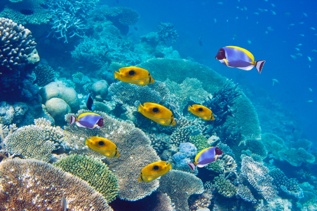 Big pack of tropical fishes over a coral reef