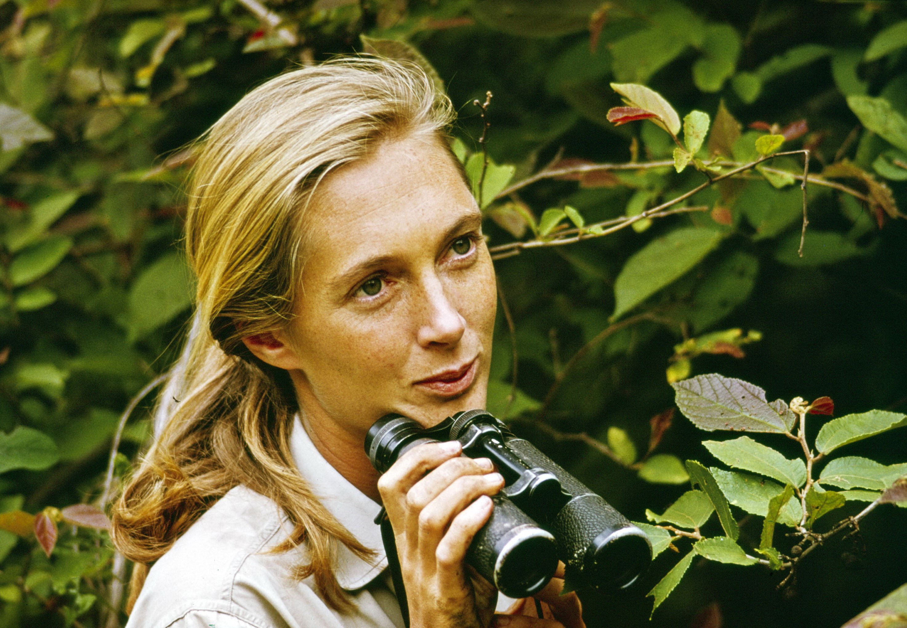 Jane Goodall, 1965 rok