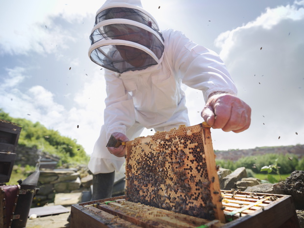 Beekeeper inspects bee hive