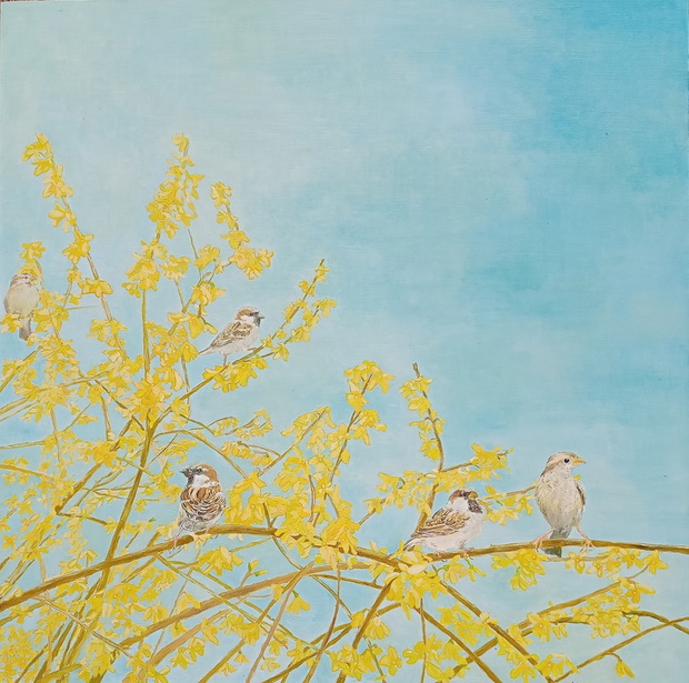 Anna Sobczak.Sparrows on forsythia_2022_oil on canvas_70X70