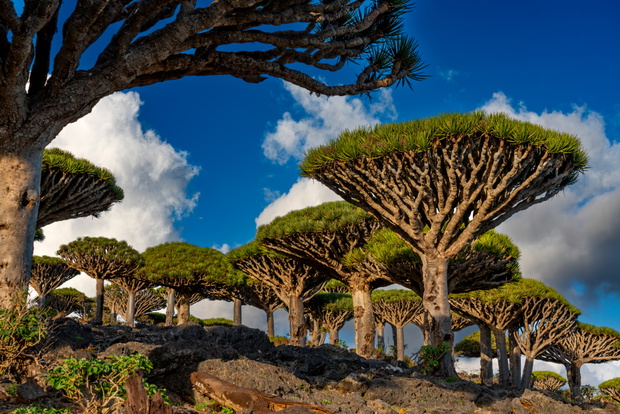 Socotra