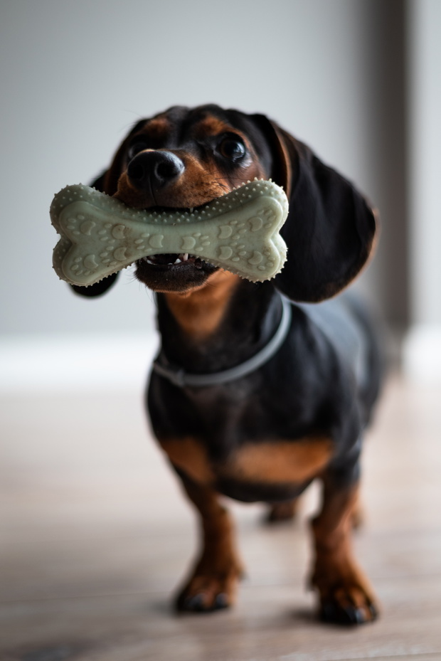 portrait of a dog