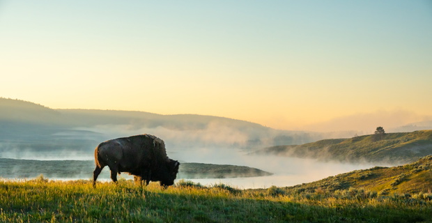 Bizon nad rzeką w serku Parku Yellowstone.