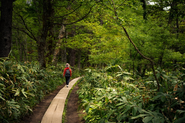 Czym jest forest bathing shinrin-yoku