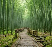 Forest bathing czyli shinrin-yoku