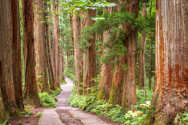 Spacer w lesie? Oto nowy trend forest bathing czyli shinrin-yoku