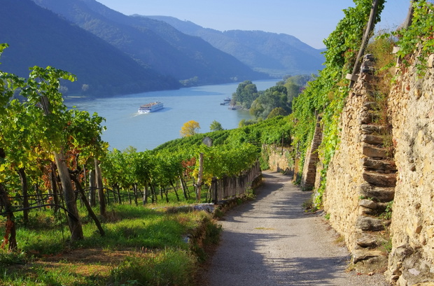 Wachau Weinberg