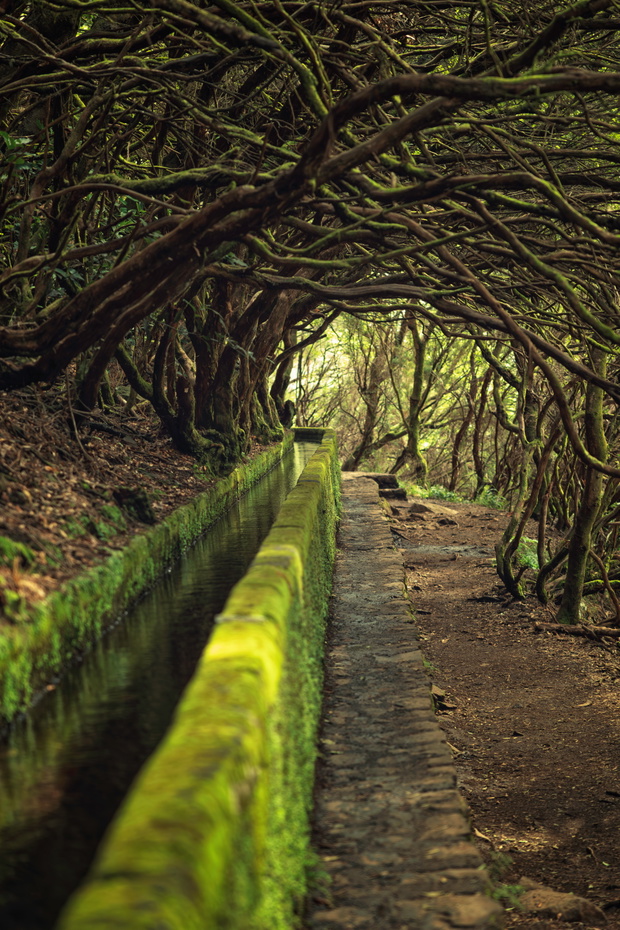 Madeira, Portugal - December 7, 2025: Ancient moss-covered trees arching over a traditional stone levada irrigation canal. Scenic Laurisilva forest landscape.