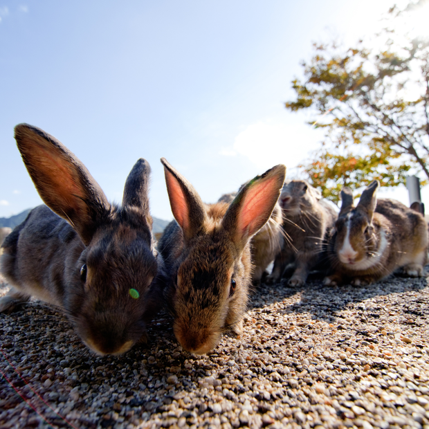 Okunoshima